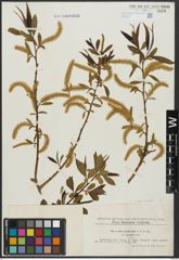 Foto von Salix alba L. x Salix fragilis L.